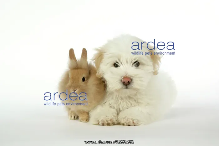 : DOG & RABBIT - Coton de Tulear puppy (8 wks old) : DOG & RABBIT - Coton de Tulear puppy (8 wks old)