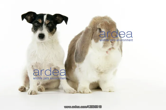  : Dog and Rabbit. French lop rabbit with Jack Russell