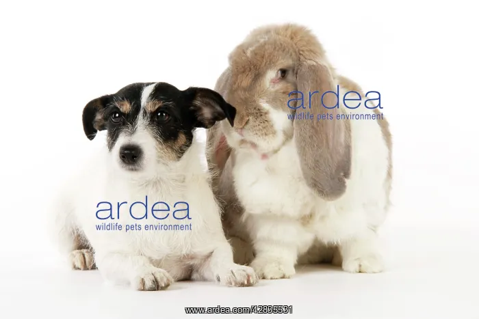 : Dog and Rabbit. Giant French lop rabbit with Jack Russell : Dog and Rabbit. Giant French lop rabbit with Jack Russell