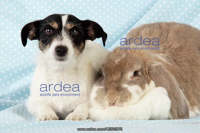  : Dog and Rabbit. Giant French lop rabbit with Jack Russell