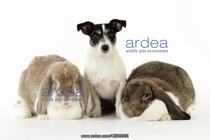 : Dog and Rabbit. Giant French lop rabbits with Jack Russell : Dog and Rabbit. Giant French lop rabbits with Jack Russell