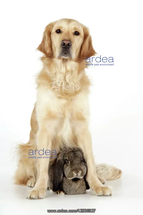 : Dog and Rabbit - Golden Retriever and French Lop in studio : Dog and Rabbit - Golden Retriever and French Lop in studio