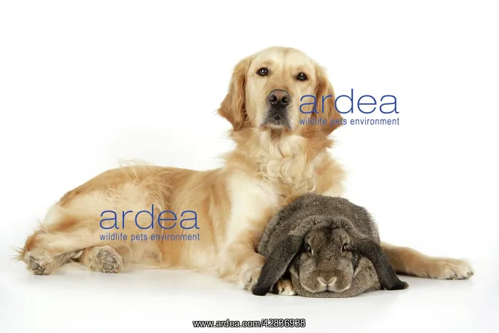 : Dog and Rabbit - Golden Retriever and French lop in studio : Dog and Rabbit - Golden Retriever and French lop in studio