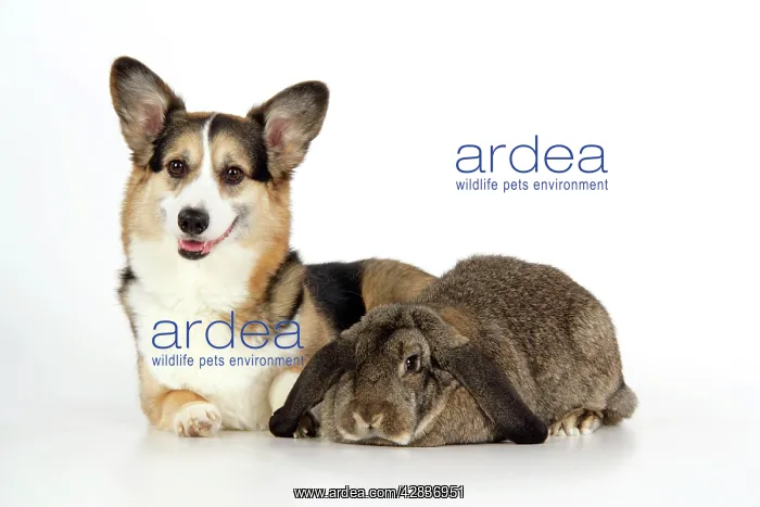 : Dog and Rabbit - Pembroke Welsh Corgi and French : Dog and Rabbit - Pembroke Welsh Corgi and French