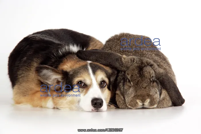 : Dog and Rabbit - Pembroke welsh Corgi and French : Dog and Rabbit - Pembroke welsh Corgi and French