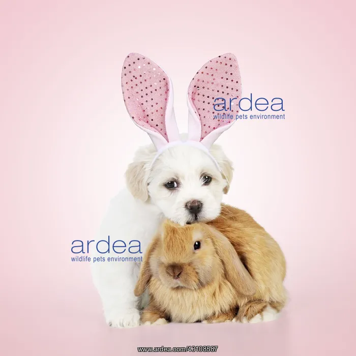 : DOG & RABBIT - Teddy bear dog puppy sitting : DOG & RABBIT - Teddy bear dog puppy sitting