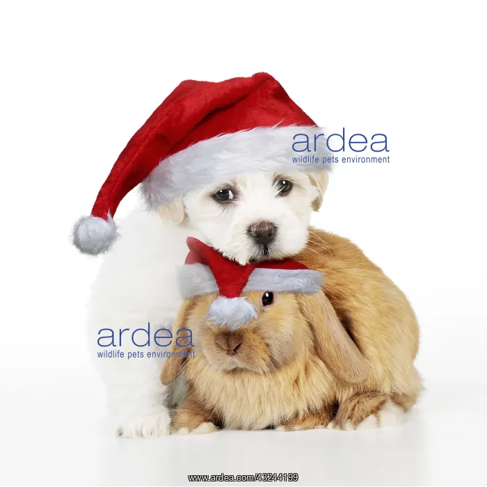 : DOG & RABBIT - Teddy bear dog puppy sitting : DOG & RABBIT - Teddy bear dog puppy sitting
