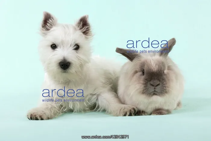 : DOG & RABBIT - West Highland White Terrier - laying : DOG & RABBIT - West Highland White Terrier - laying