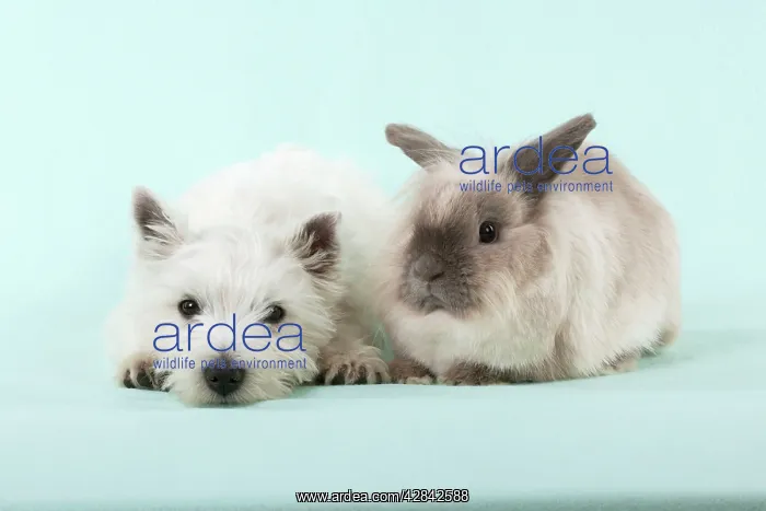 : DOG & RABBIT - West Highland White Terrier - laying : DOG & RABBIT - West Highland White Terrier - laying