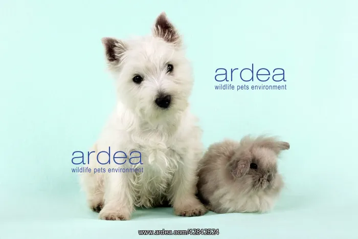 : DOG & RABBIT - West Highland White Terrier sitting : DOG & RABBIT - West Highland White Terrier sitting