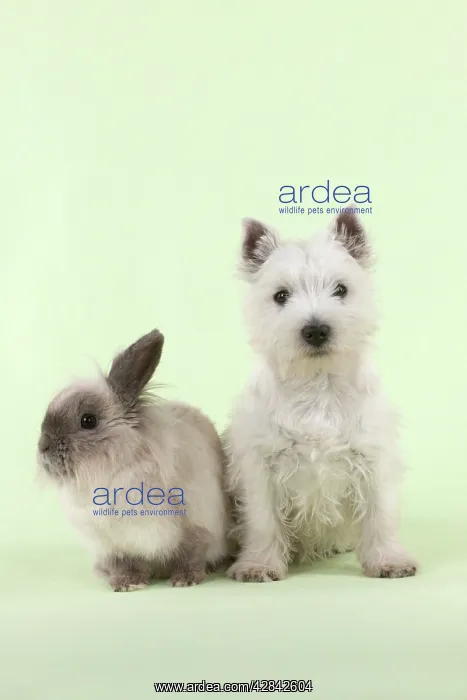 : DOG & RABBIT - West Highland White Terrier - sitting : DOG & RABBIT - West Highland White Terrier - sitting