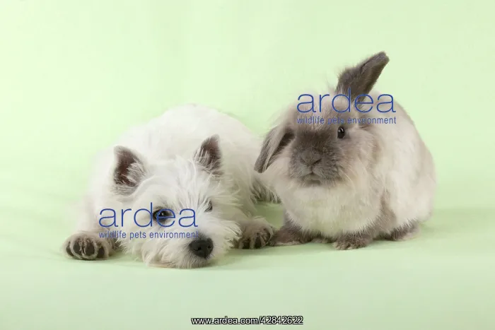 : DOG & RABBIT - West Highland White Terrier - sitting : DOG & RABBIT - West Highland White Terrier - sitting