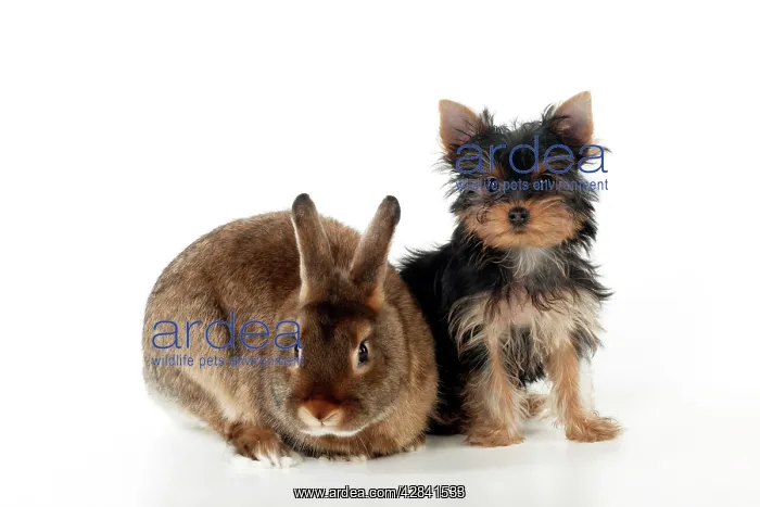 : DOG & RABBIT - Yorkshire terrier puppy sitting : DOG & RABBIT - Yorkshire terrier puppy sitting