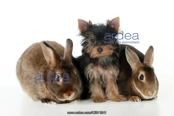 : DOG & RABBIT - Yorkshire terrier puppy sitting : DOG & RABBIT - Yorkshire terrier puppy sitting