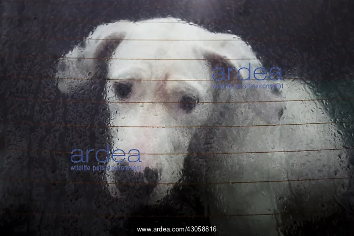 : Dog behind the rear window of a car : Dog behind the rear window of a car