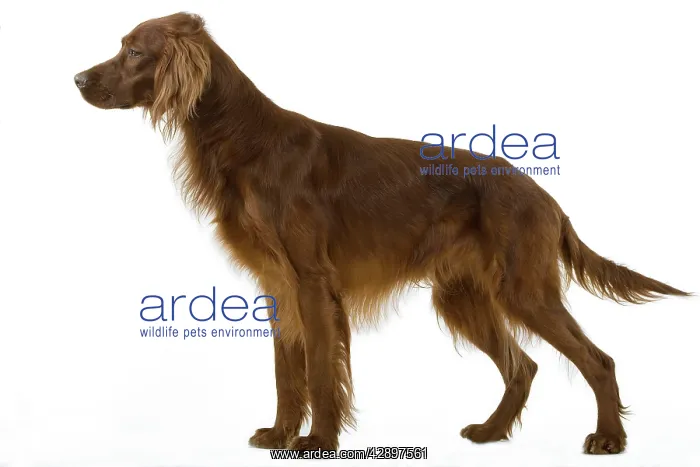  : Dog - Red  /  Irish Setter