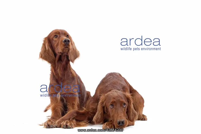  : Dog - Red  /  Irish Setter - two in studio