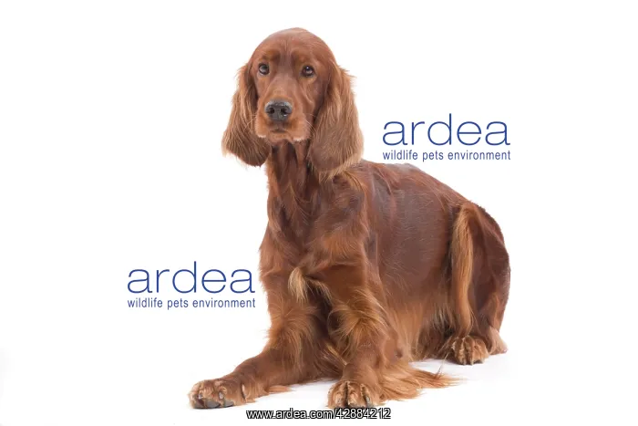  : Dog - Red  /  Irish Setter in studio