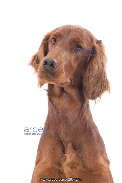  : Dog - Red  /  Irish Setter in studio