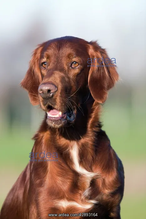  : Dog - Red Setter  /  Irish Setter