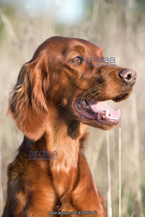  : Dog - Red Setter  /  Irish Setter - head