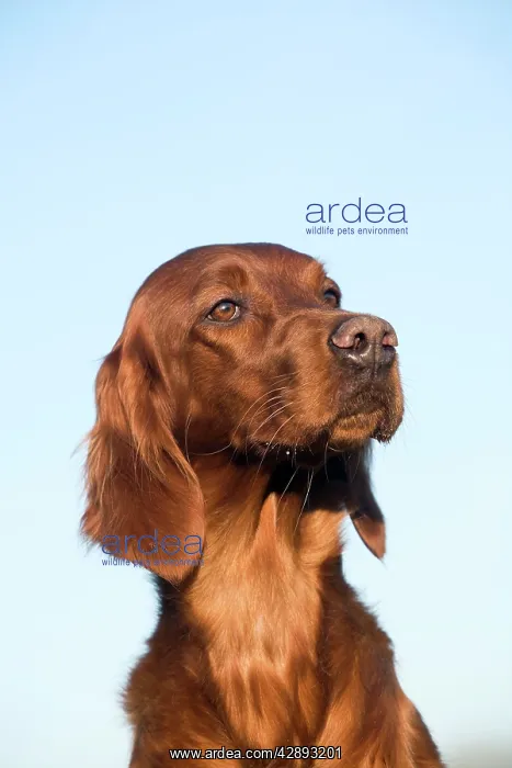  : Dog - Red Setter  /  Irish Setter - head