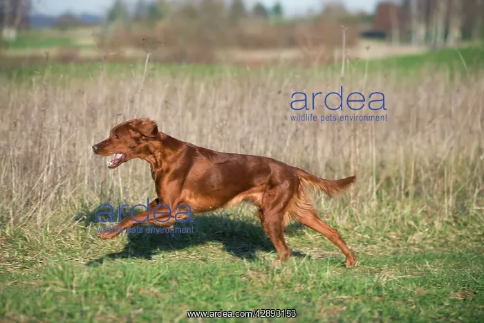  : Dog - Red Setter  /  Irish Setter - running