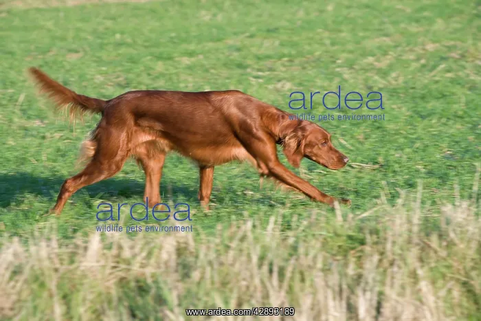 : Dog - Red Setter  /  Irish Setter - running