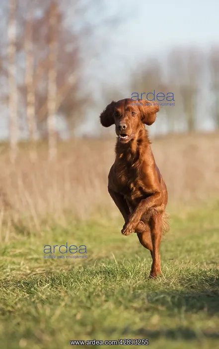  : Dog - Red Setter  /  Irish Setter - running
