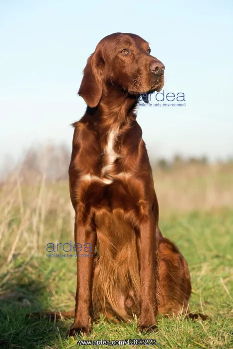  : Dog - Red Setter  /  Irish Setter - sitting