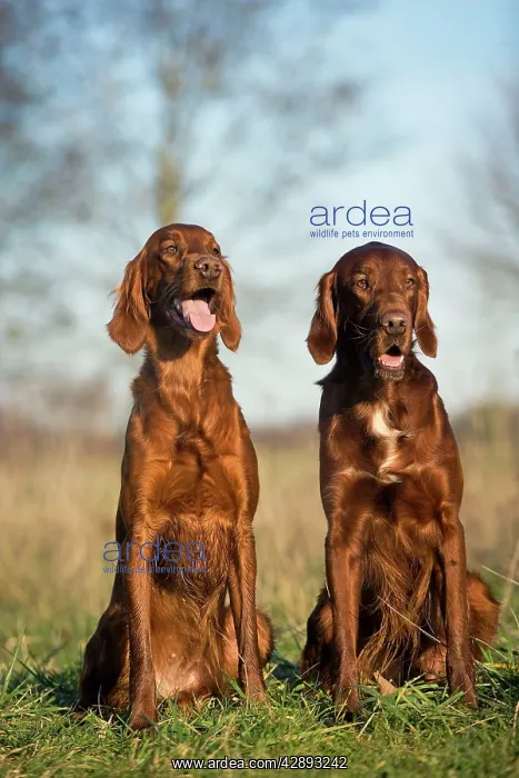  : Dog - Red Setter  /  Irish Setter - two sitting