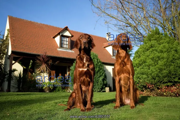 : Dog - Red Setter / Irish Setter - sitting in garden : Dog - Red Setter / Irish Setter - sitting in garden