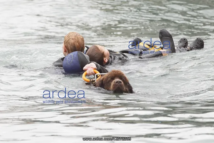 : Dog Rescue Newfoundland exercise in Erquy : Dog Rescue Newfoundland exercise in Erquy