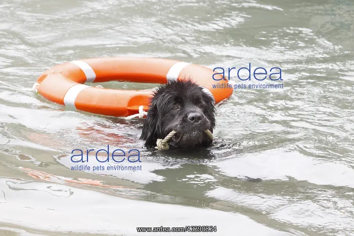 : Dog Rescue Newfoundland practicing Erquy : Dog Rescue Newfoundland practicing Erquy