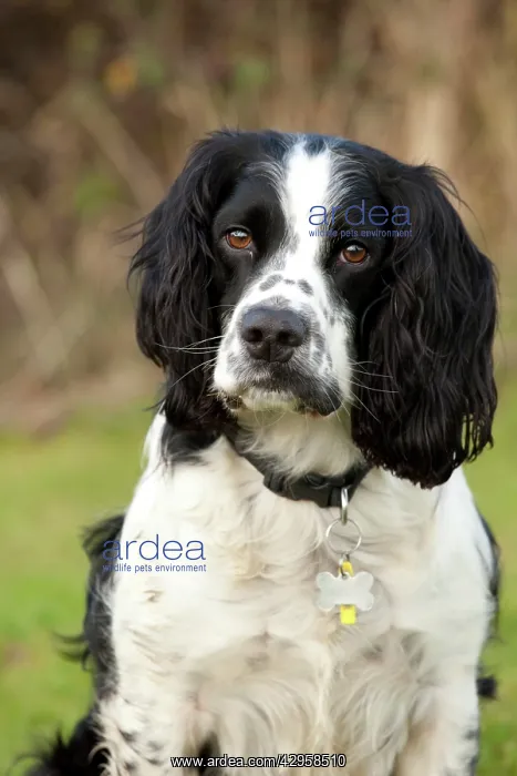 : Dog - rescued Black and White Spaniel : Dog - rescued Black and White Spaniel