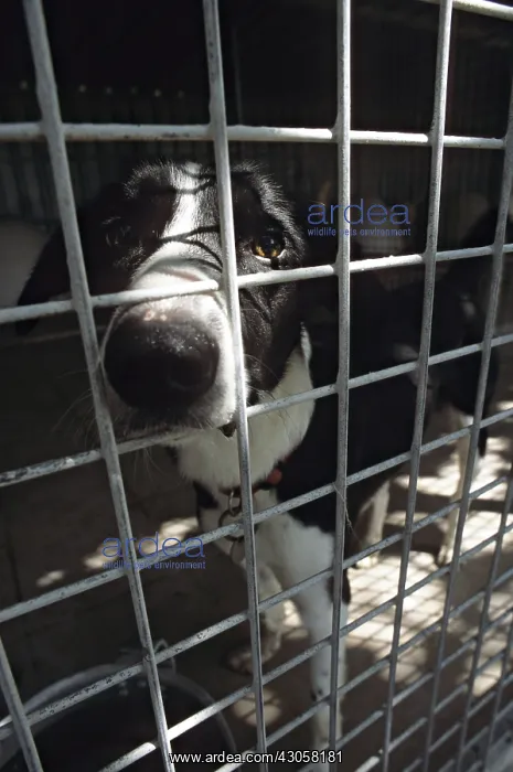 : Dog resident Refuge of Beauregard Burgundy France : Dog resident Refuge of Beauregard Burgundy France