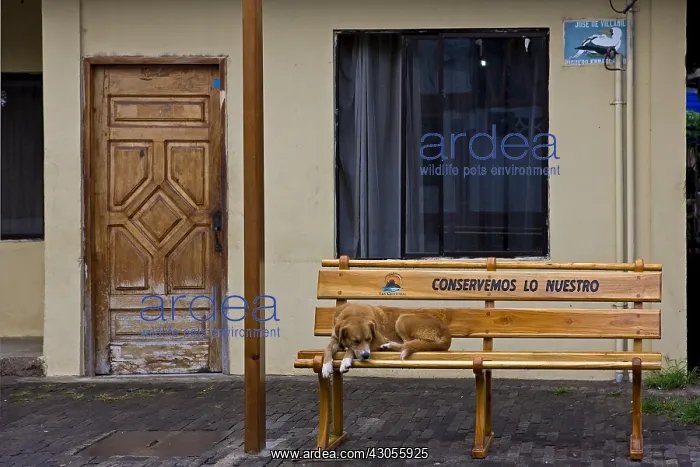 : One dog at rest on a bench to the Galapagos Islands : One dog at rest on a bench to the Galapagos Islands
