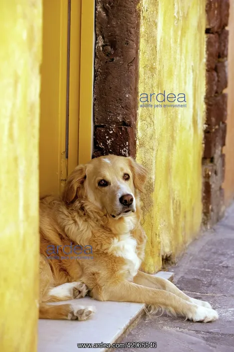 : Dog - resting in doorway : Dog - resting in doorway