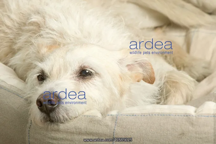 : Dog - resting on sofa