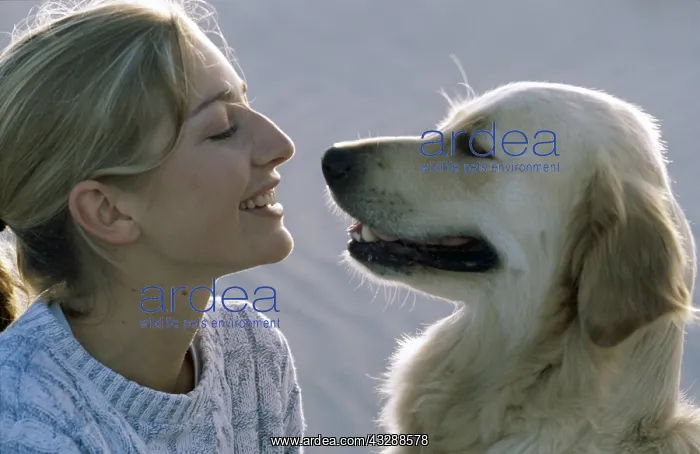 : DOG - RETRIEVER and GIRL - facing each other : DOG - RETRIEVER and GIRL - facing each other