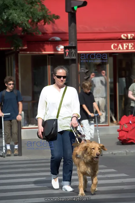  : Dog - Retriever - Guide Dog for the Blind crossing