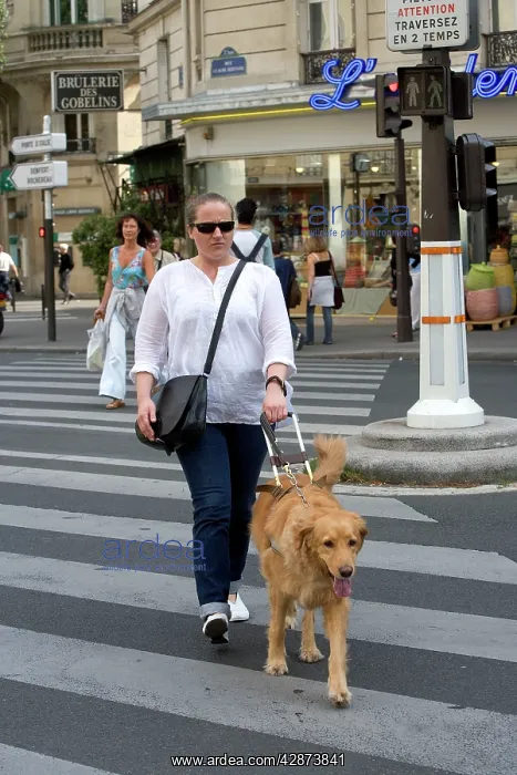 : Dog - Retriever - Guide Dog for the Blind crossing : Dog - Retriever - Guide Dog for the Blind crossing