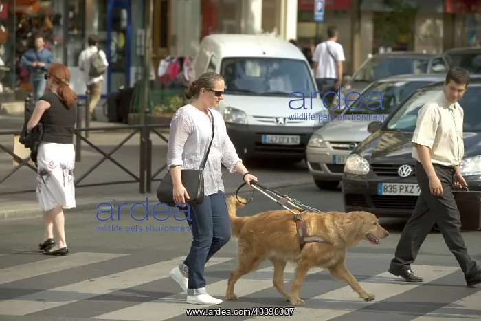 : Dog - Retriever - Guide Dog for the Blind crossing : Dog - Retriever - Guide Dog for the Blind crossing