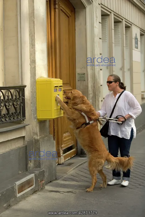: Dog - Retriever - Guide Dog for the Blind helping : Dog - Retriever - Guide Dog for the Blind helping