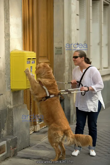 : Dog - Retriever - Guide Dog for the Blind helping : Dog - Retriever - Guide Dog for the Blind helping
