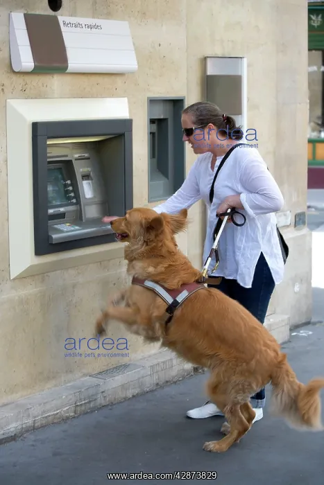 : Dog - Retriever - Guide Dog for the Blind helping : Dog - Retriever - Guide Dog for the Blind helping
