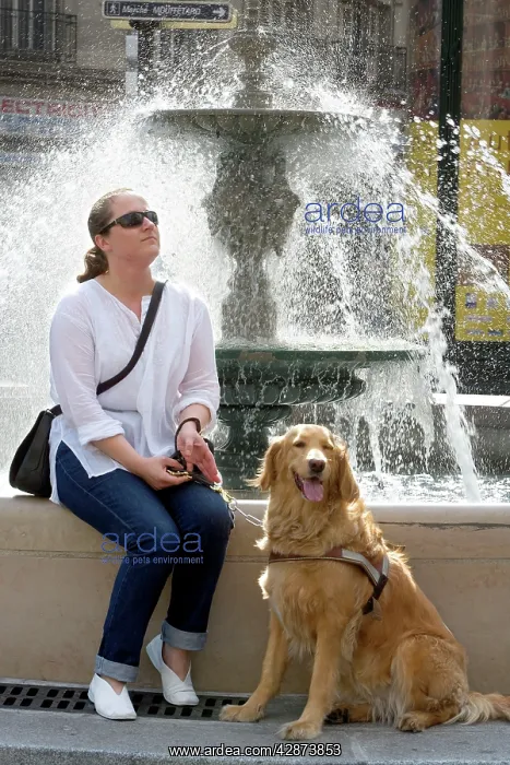 : Dog - Retriever - Guide Dog for the Blind with owner : Dog - Retriever - Guide Dog for the Blind with owner