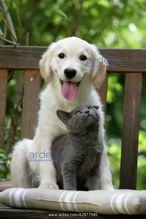  : Dog - Retriever puppy sitting with grey kitten