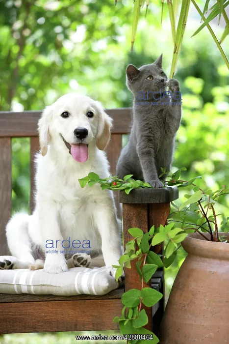  : Dog - Retriever puppy sitting with grey kitten