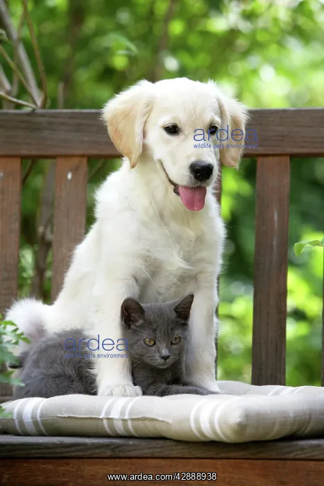  : Dog - Retriever puppy sitting with grey kitten